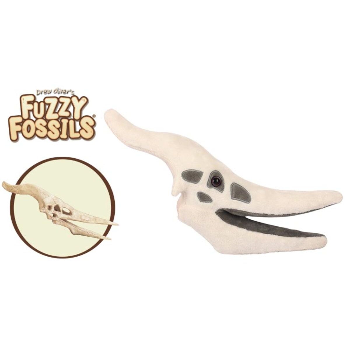 Fossil Shack Pterodactyl Fossil For Sale Real Dinosaur Fossils For