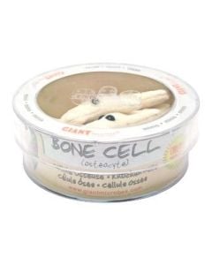 Bone Cell (Osteocyte) Petri Dish