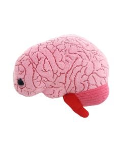 Brain organ plush doll