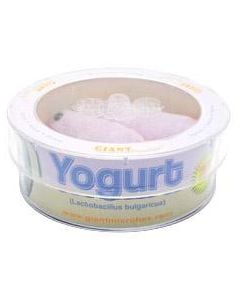 Yogurt (Lactobacillus bulgaricus) Petri Dish