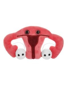 Uterus front view