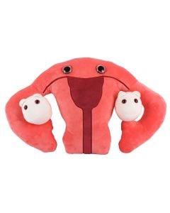 Uterus gigantic new front