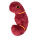 Kidney plush new angle