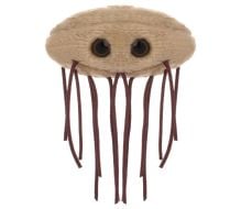 E. coli (Escherichia coli)