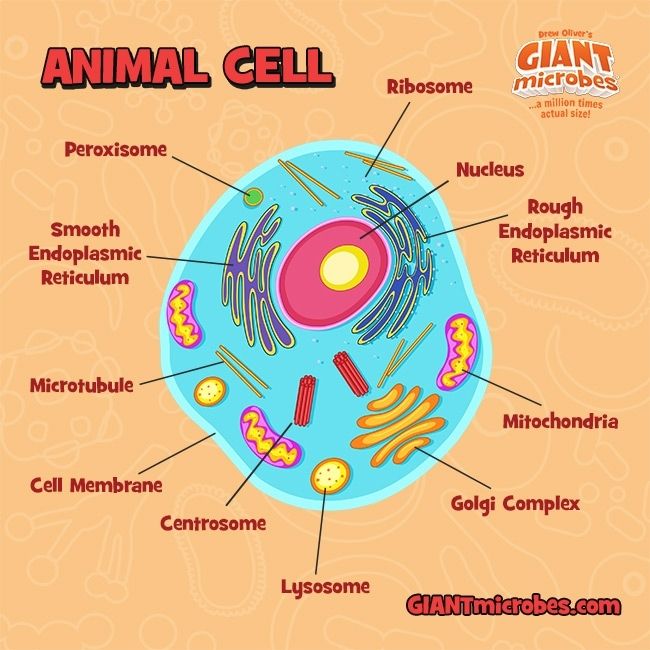 Animal Cell tag