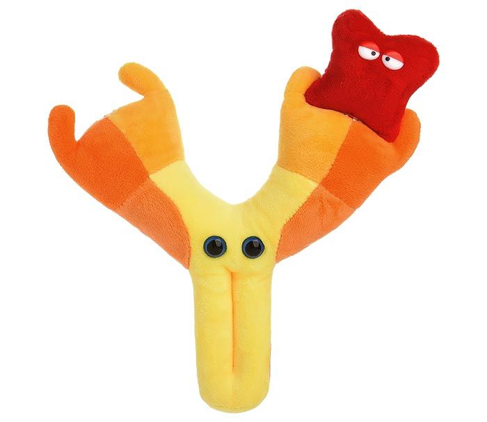 Antibody plush front