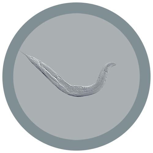C. elegans microbial