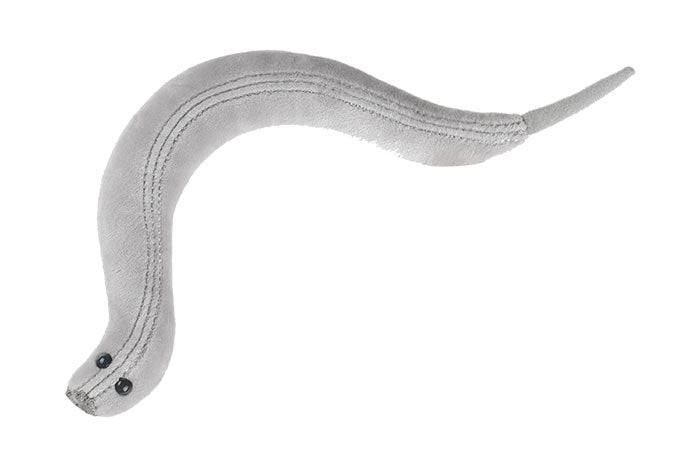 C. elegans plush top