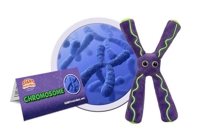 Chromosome plush cluster