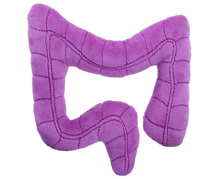 Colon plush back