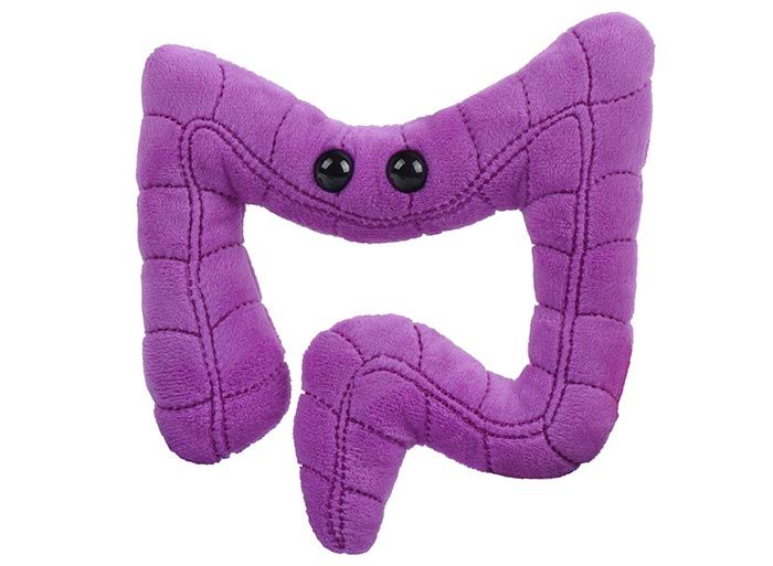 Colon plush front view