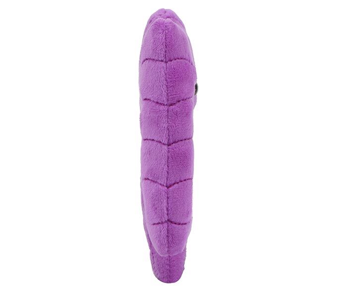 Colon plush side