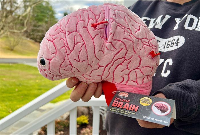 Deluxe Brain in hand