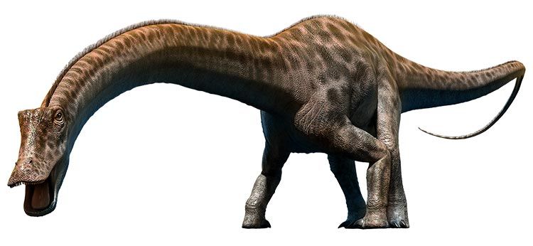 Diplodocus dinosaur