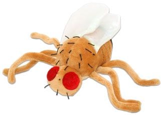 Fruit Fly plush doll