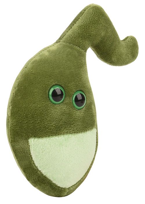 Gallbladder plush angle