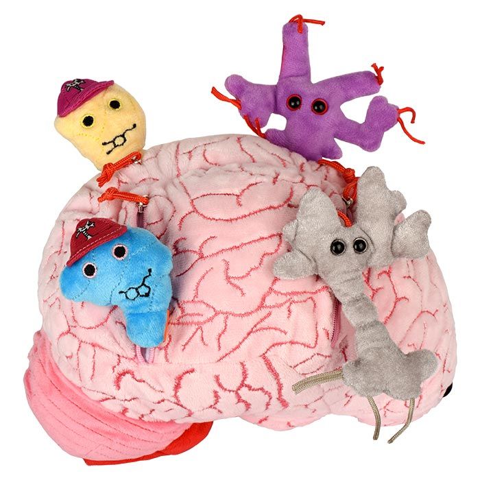 XL Brain side minis