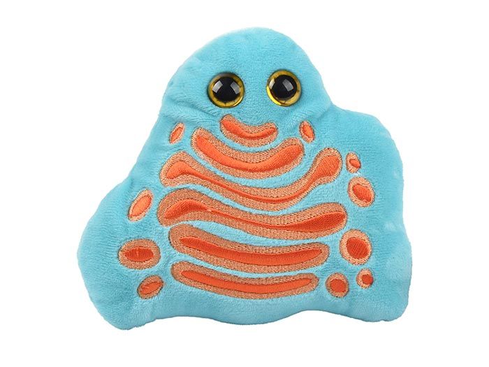 Golgi plush front