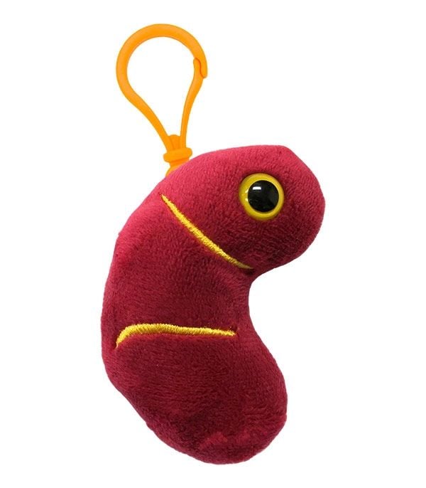 Kidney key ring