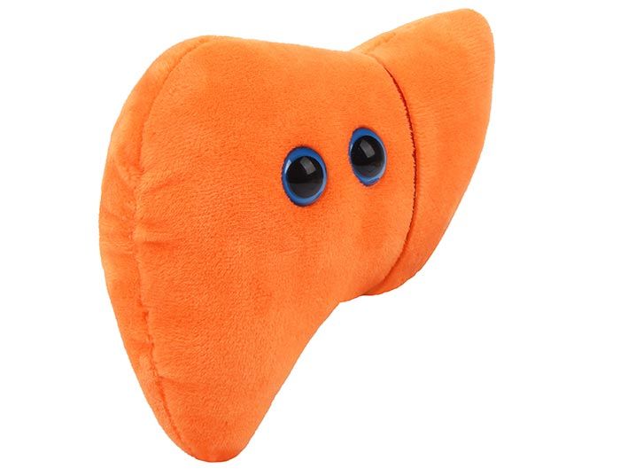 Liver plush angle