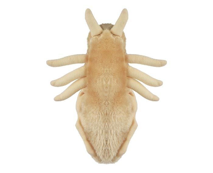 Louse plush back