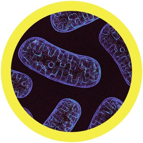 Mitochondria real image