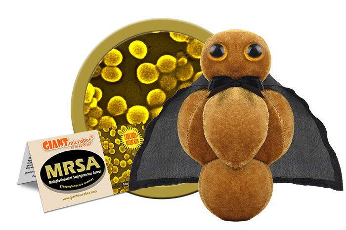 MRSA plush cluster