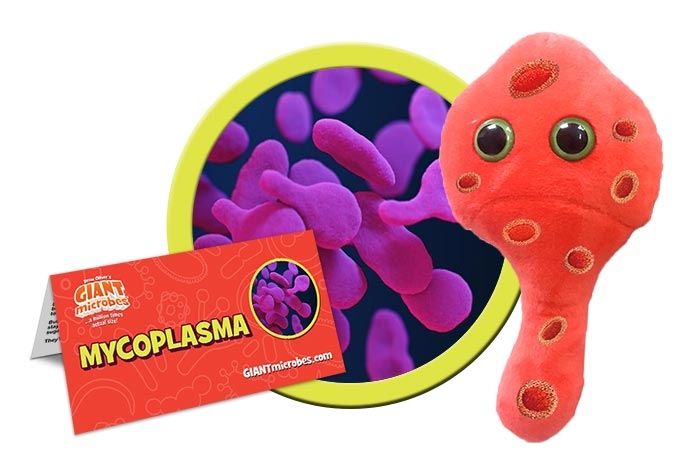 Mycoplasma cluster