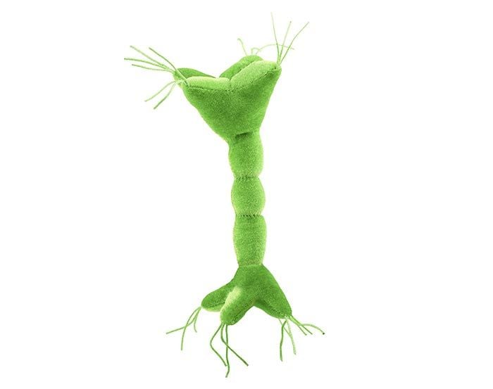 Nerve Cell plush back