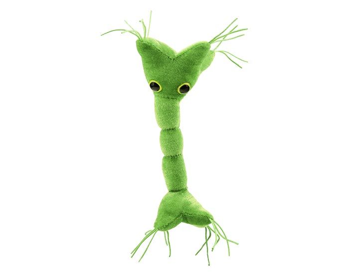 Nerve Cell plush front