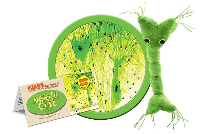 Nerve Cell plush front