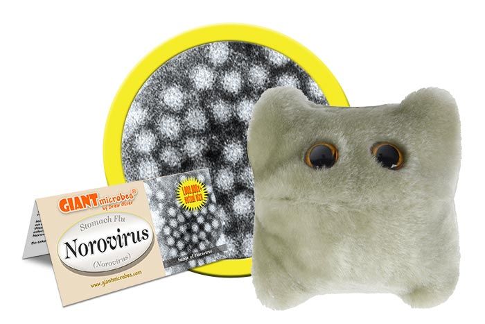 Norovirus plush cluster