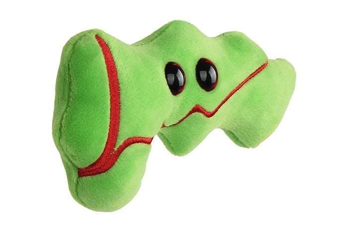 Pancreas plush angle