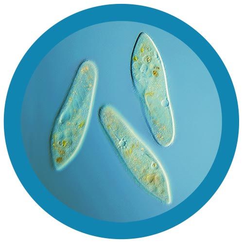 Paramecium microbial