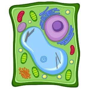 Plant Cell micro