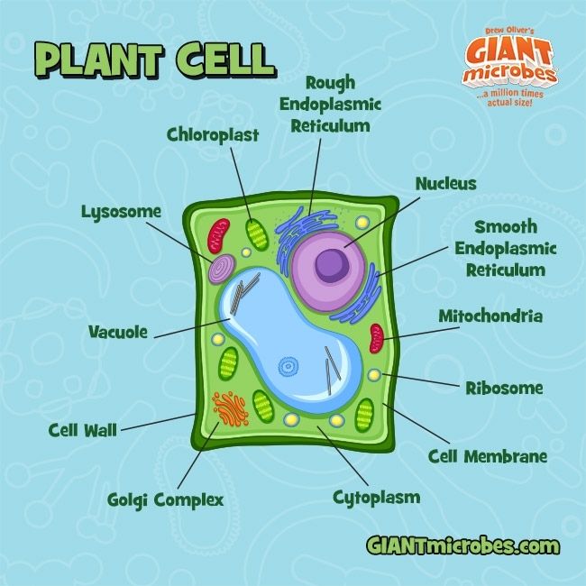 Plant Cell tag