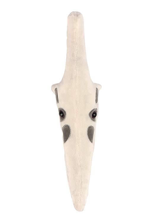 Pteranodon skull plush top