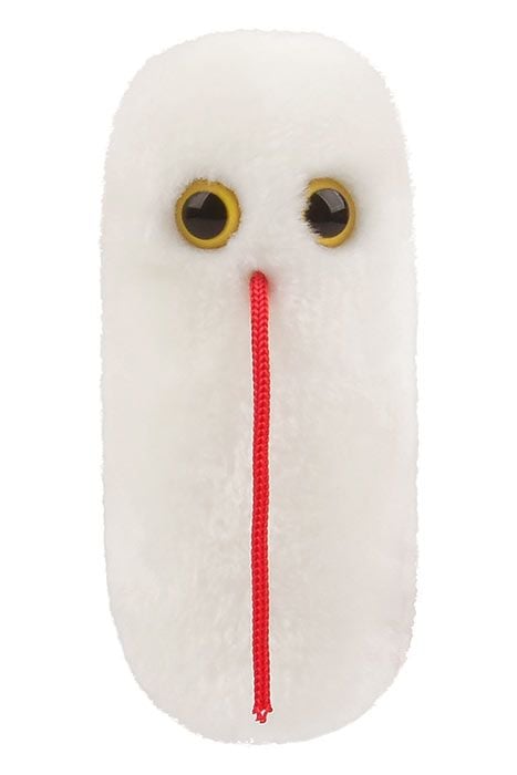 Salmonella plush front