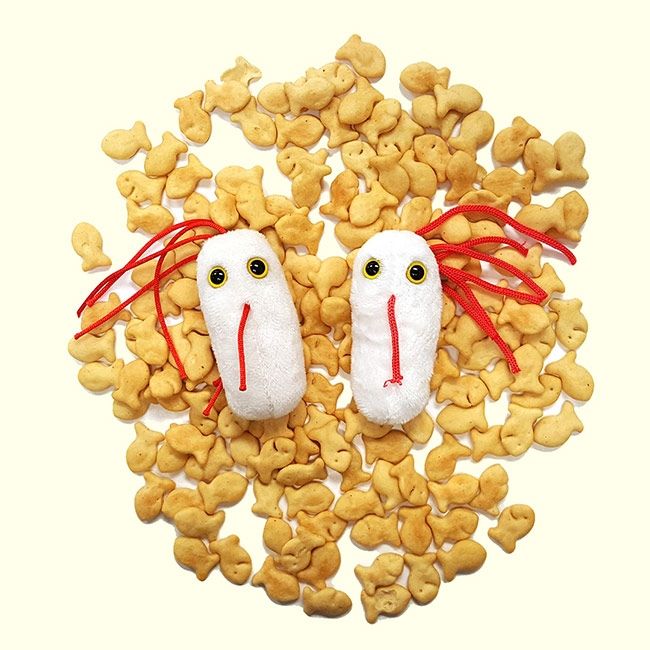 Salmonella plush goldfish