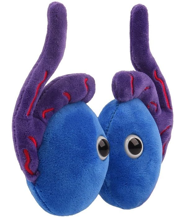 Testicles plush angle