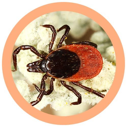 Tick microbial