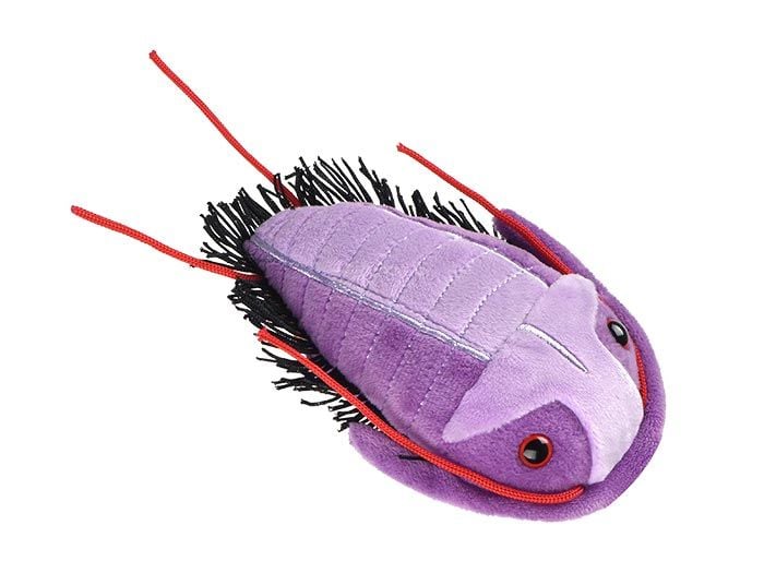 Trilobite plush angle