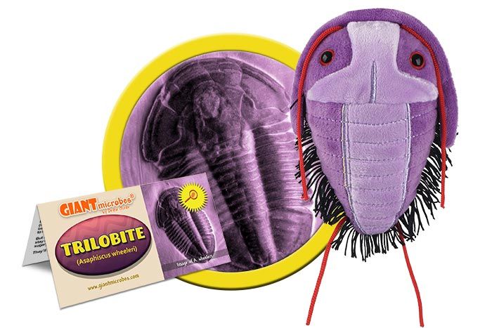 Trilobite plush cluster view