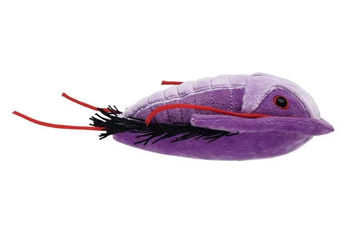 Trilobite plush side