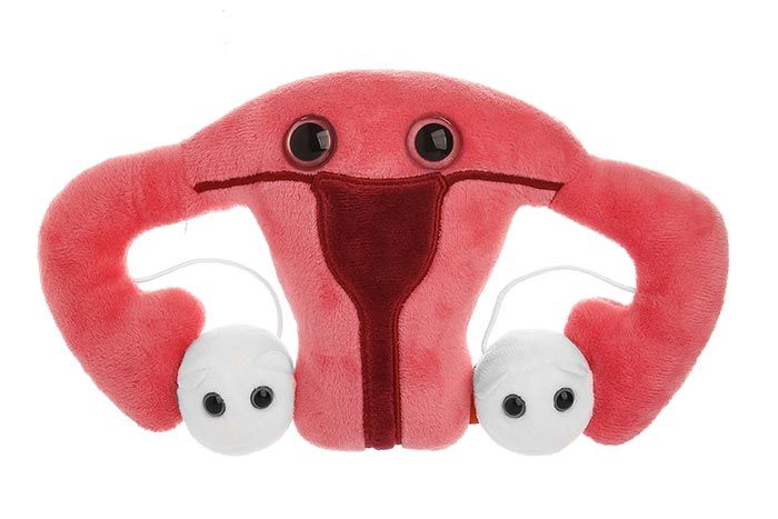 Uterus front view