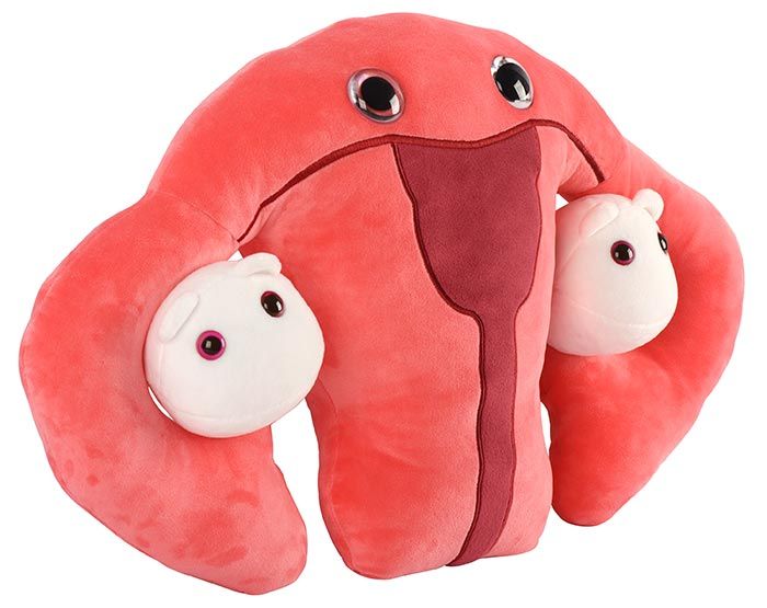 Uterus gigantic new angle