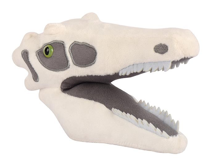 Velociraptor skull angle