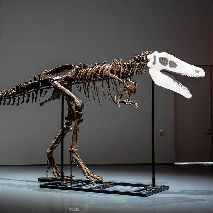 Velociraptor plush dino skeleton