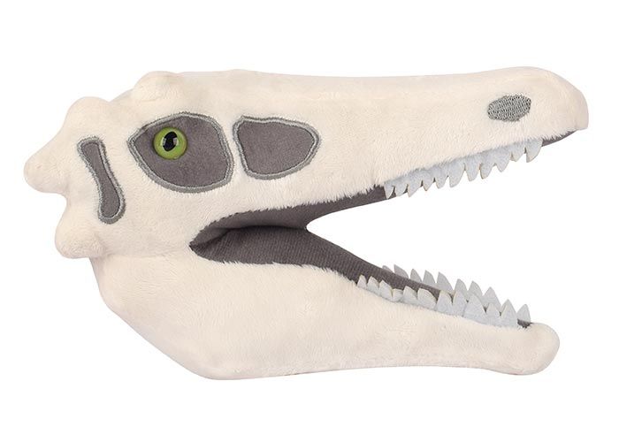 Velociraptor skull side