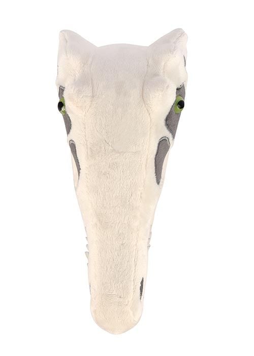 Velociraptor skull top